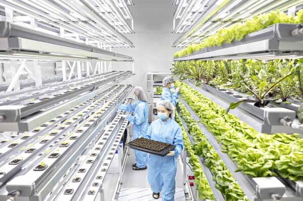 연암대 농대 영농창업특성화사업 스마트팜 수직농장 실습현장. 사진=연암대 제공