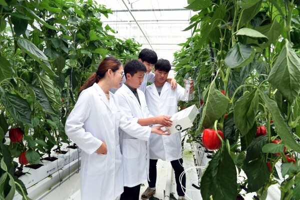 연암대, 영남이공대 등 12개 전문대학이 ‘신산업 분야 특화 선도전문대학 지원사업’에 선정됐다. 신산업에 대응할 우수 전문기술인재를 육성할 12개 대학에는 올해 대학 당 10억원씩 총 120억이 지원된다. 사진은 연암대 스마트원예계열 스마트팜 유리온실 실습 모습. 사진=연암대 제공