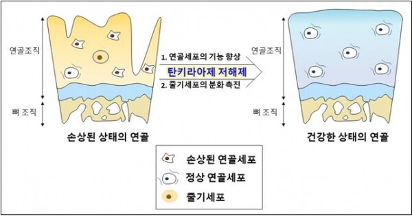 퇴행성관절염 환자들의 연골은 연골의 표면이 손상돼 있고 연골조직을 이루고 있는 세포들 역시 손상돼 있다. 이번 연구에서는 탄키라이제를 저해했을 때 손상된 연골세포의 기능을 향상시켜 다시 건강한 연골세포의 기능을 완벽히 수행할 수 있게 하고, 조직 내 위치하고 있는 줄기세포가 연골세포로 분화할 수 있게 해 연골재생이 가능하다는 기전을 규명했다. (그림: 서울대 제공)