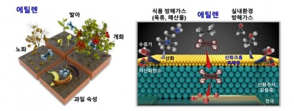 (좌측부터) 에틸렌이 과일의 숙성도 및 식물의 생장에 미치는 영향과 이중층 센서 모식도 및 선택적 에틸렌 가스 감응원리