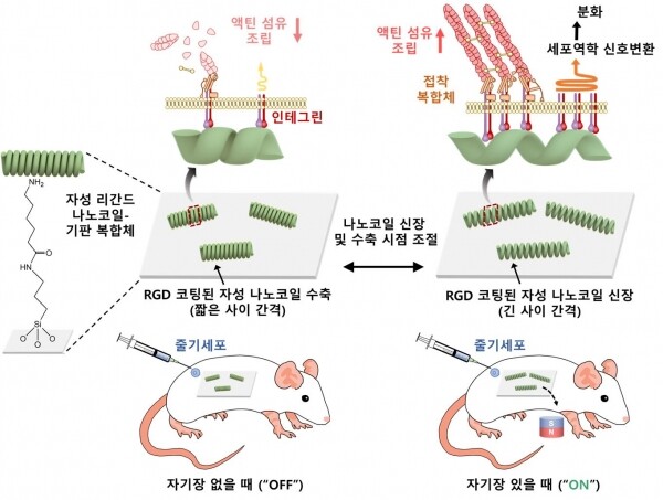 생체 내 나노코일 제어 시스템 모식도. 사진=고려대 제공