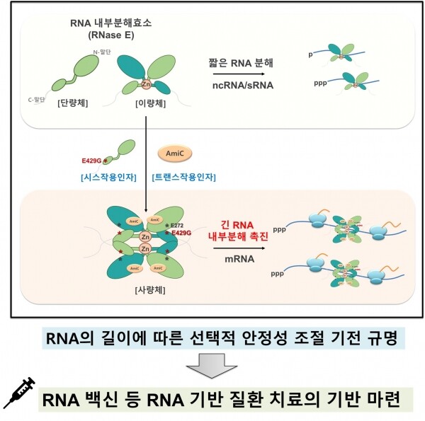 이강석 교수 연구팀 연구성과. 자료=중앙대 제공