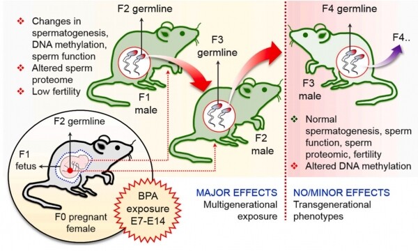 후생유전학적 조절에 의한 건강 위해성의 다세대적 전이. 자료=중앙대 제공