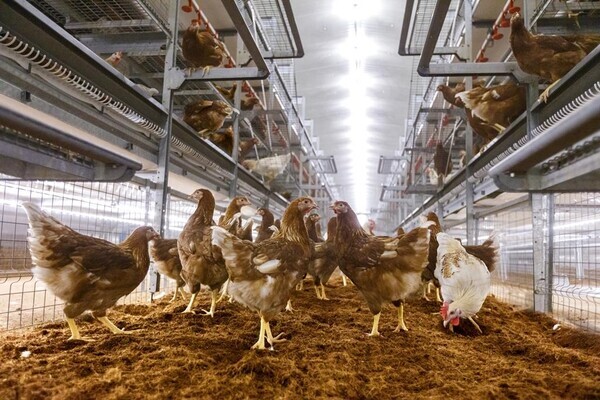 2021년 ‘동물복지 축산농장 인증’을 받은 연암대 양계실습장(다단식 평사시설) 내부 모습. 사진=연암대 제공