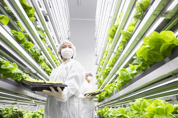 연암대 학생들이 차세대농업기술센터 스마트팜 수직농장에서 실습을 하고 있다. 사진=연암대 제공