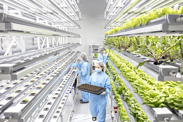 연암대 학생들이 스마트팜 수직농장에서 실습을 하고 있다. 사진=연암대 제공