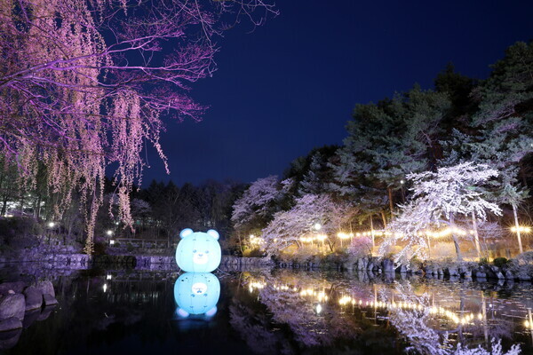 벚꽃이 활짝 핀 강원대 캠퍼스 야간 전경. 사진=강원대 제공