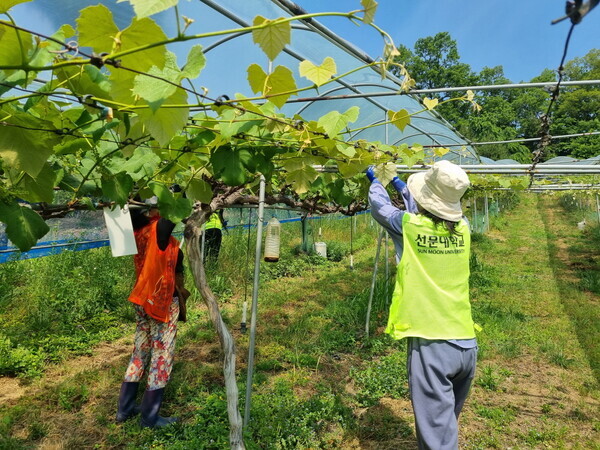 선문대 봉사단이 지역 포도농가를 방문해 포도 순자르기 봉사를 하고 있다. 사진=선문대 제공