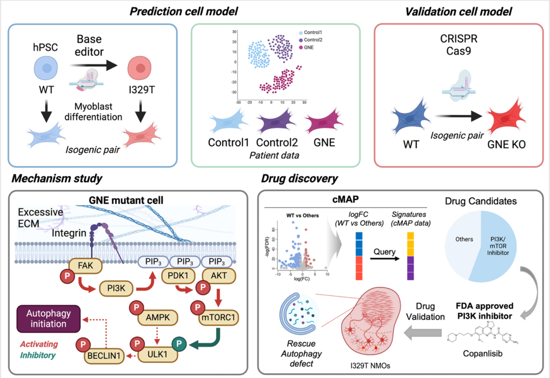 희귀 근육질환 GNE 근병증 치료 실...